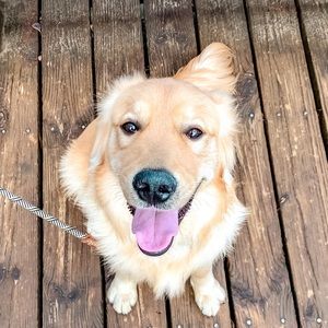 Meet your Posher, Amber